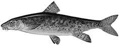 Barbus meridionalis_claves.jpg